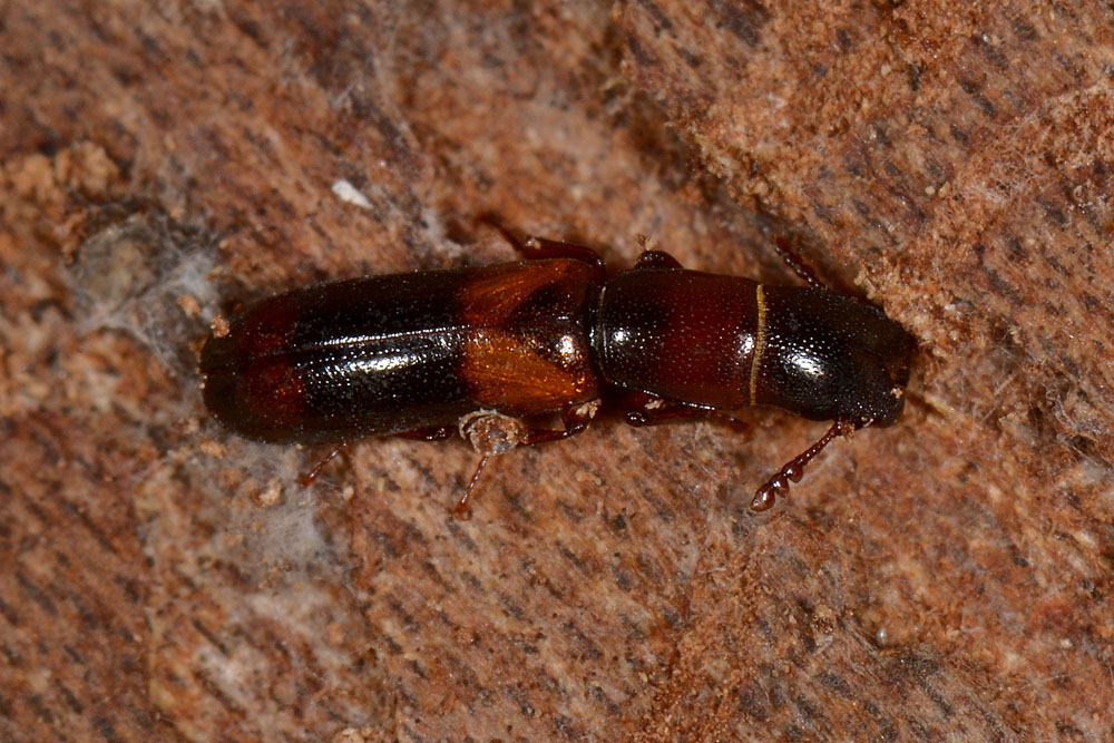 Trogositidae:   Nemozoma caucasicum
